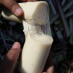 banana fiber