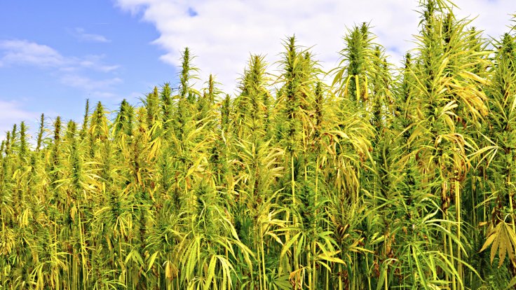 hemp sustainable plant clothing