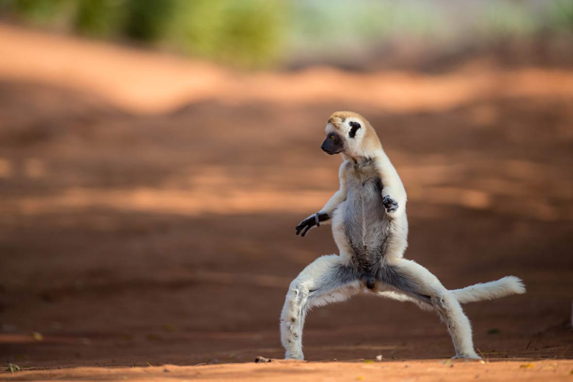 lemurs conservation lemur bags backpacks organisations