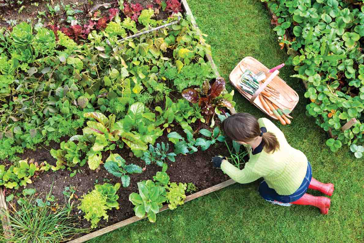 small farming home garden vegetables