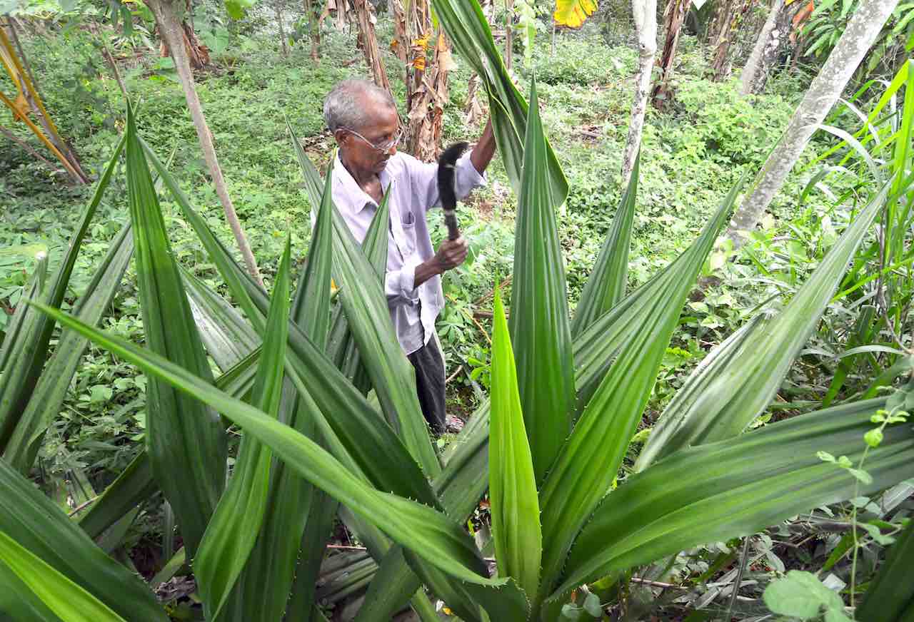 vegan handbags kantala sri lanka Hana plant extract