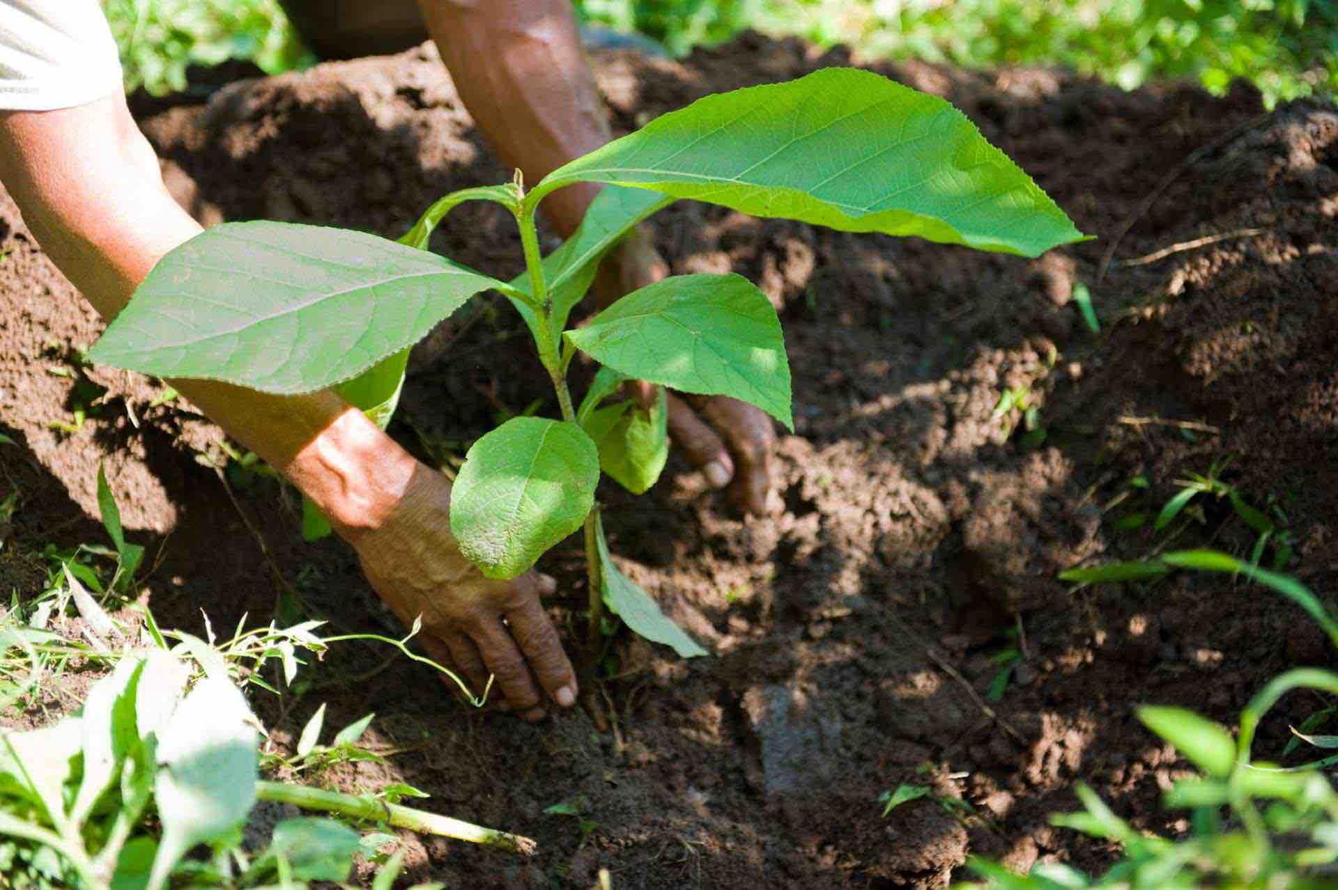 tree planting platform ecomatcher SDG