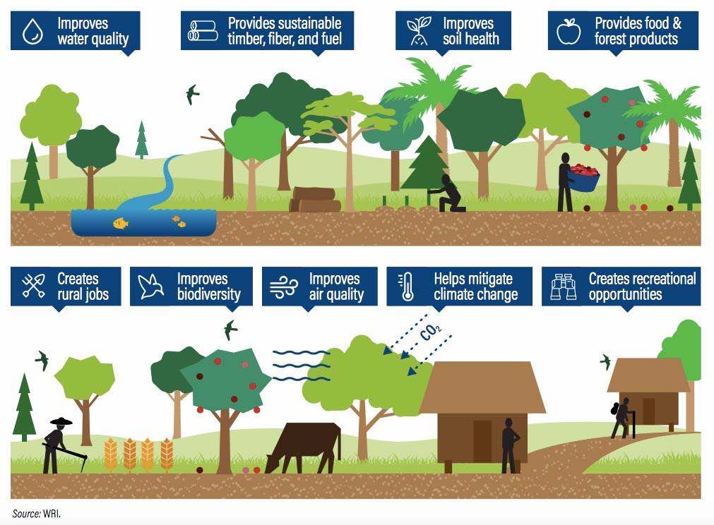 tree planting platform ecomatcher SDG
