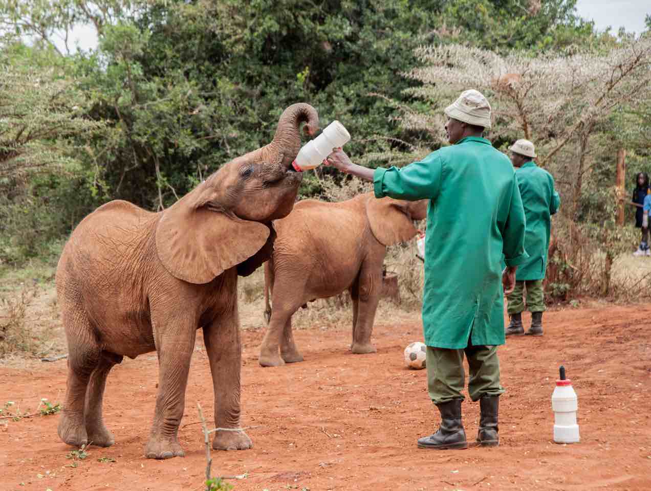 Elephant Gin handcrafted Dry Gin Africa Big Life foundations