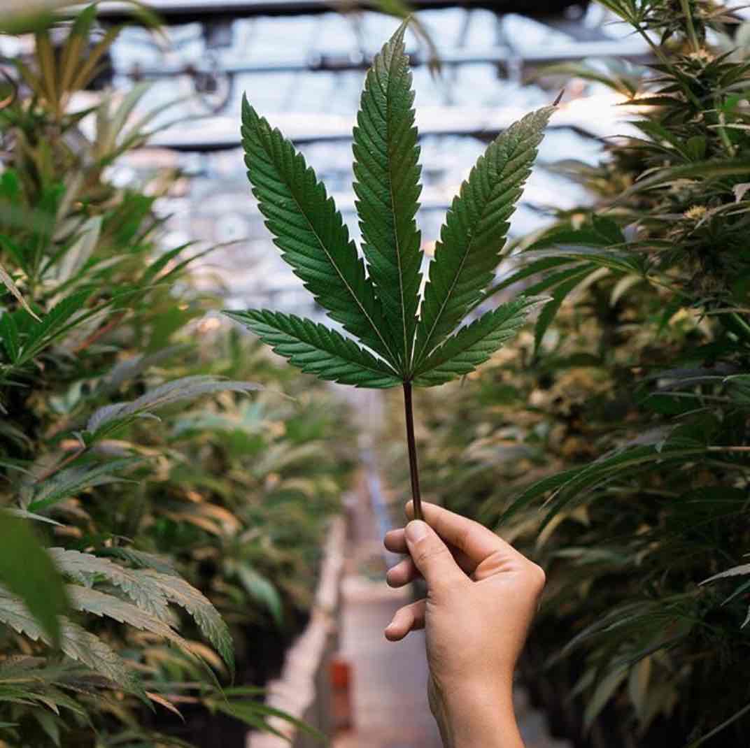 hemp plant clothing arraei collective ethical fashion sustainable