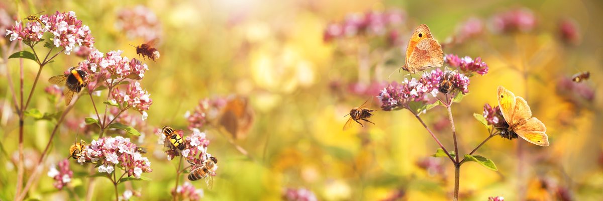 bee chi holistic organic beauty wellness flowers bees