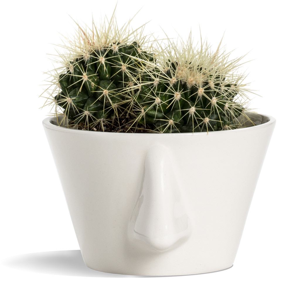 ekohunters eco designed products sustainable decoration plant Dedal