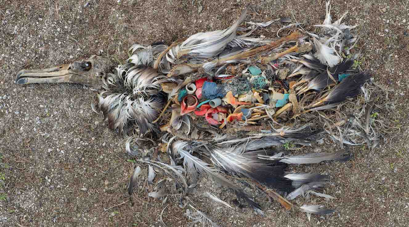 live sustainably plastic waste oceans Philippineslive sustainably plastic waste laysan albatross bird
