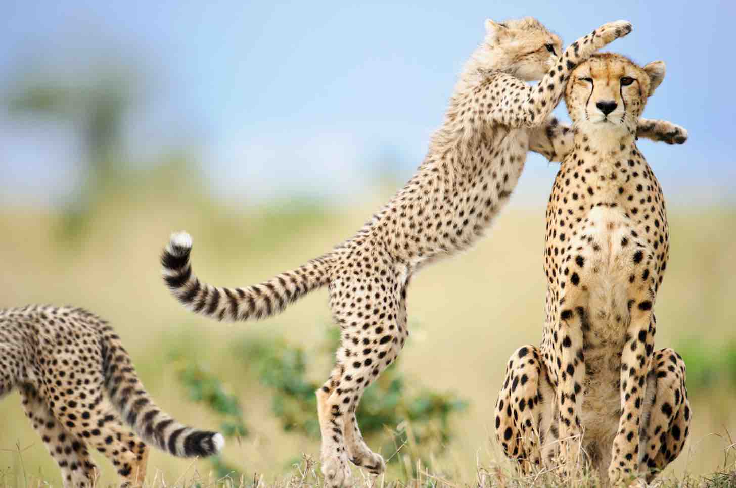 ecotourism sustainable travel jumbari family safaris africa