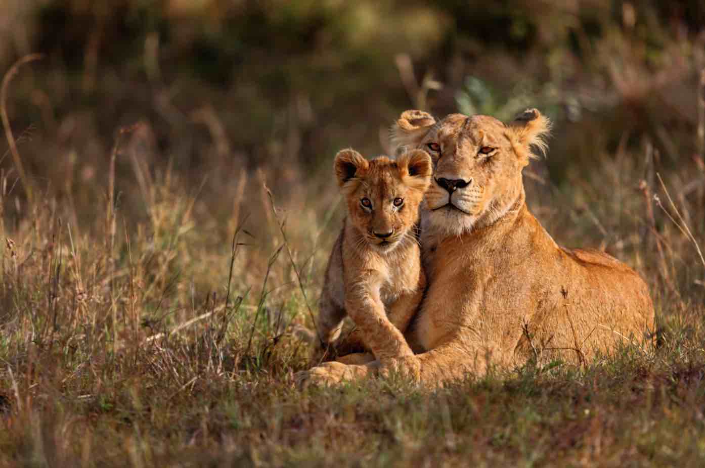 ecotourism sustainable travel jumbari family safaris africa