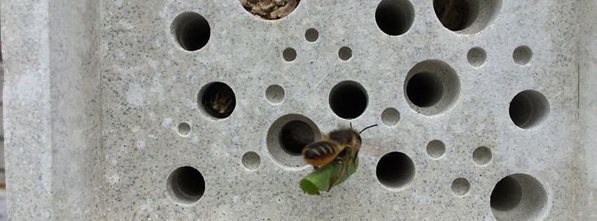 guide save the bees social enterprises ourgoodbrands Green Blue bricks