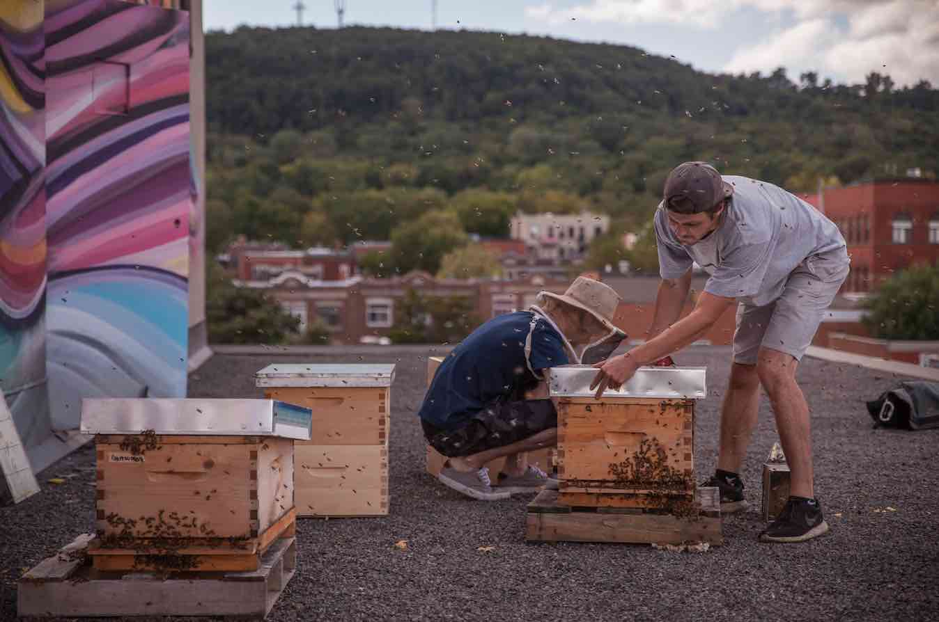 guide save the bees social enterprises ourgoodbrands Alveole Beekeeper Host rooftops