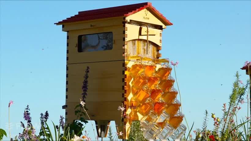 guide save the bees social enterprises ourgoodbrands Flow Hive Beekeeper