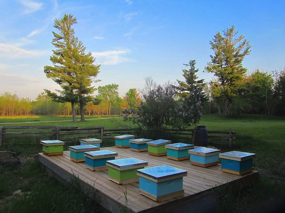 guide save the bees social enterprises ourgoodbrands Heritage bee hosting