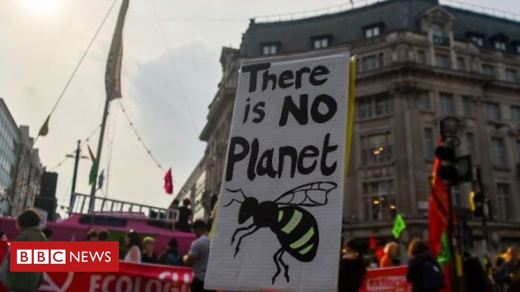 bees colony collapse disorder causes solutions