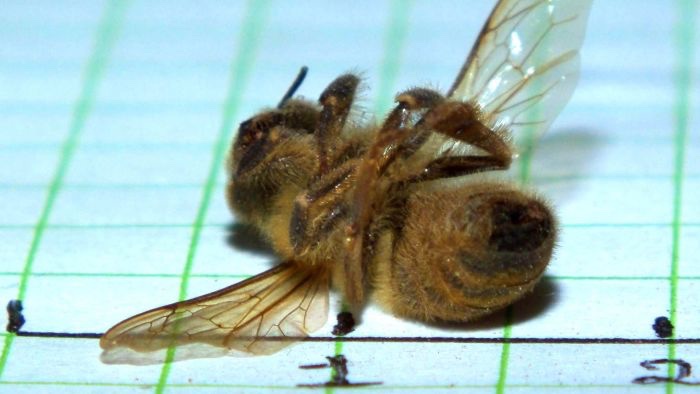 bees colony collapse disorder causes solutions
