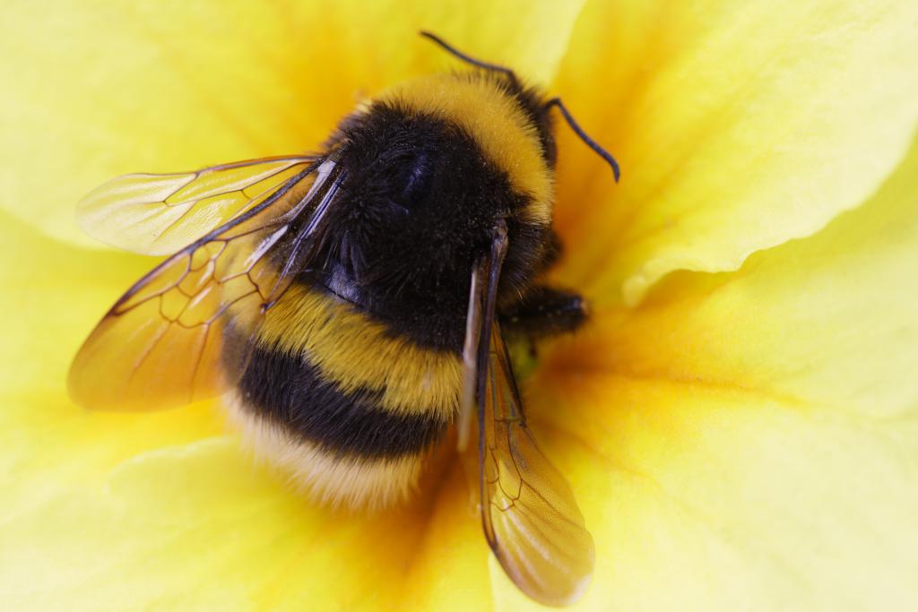 bumblebee myths about bees pollinators species