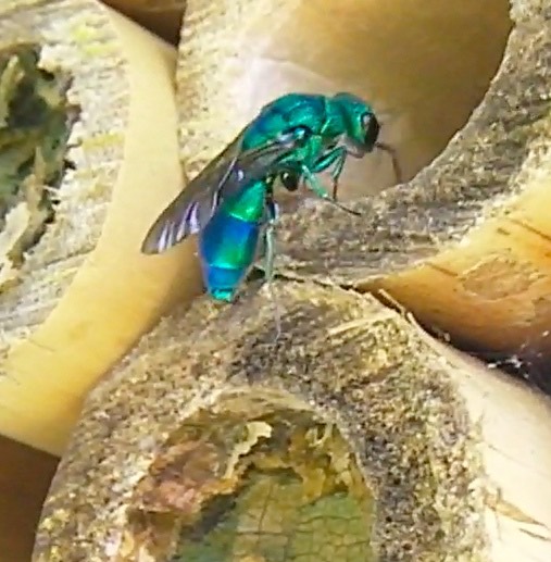cuckoo solitary bee myths about bees pollinators species