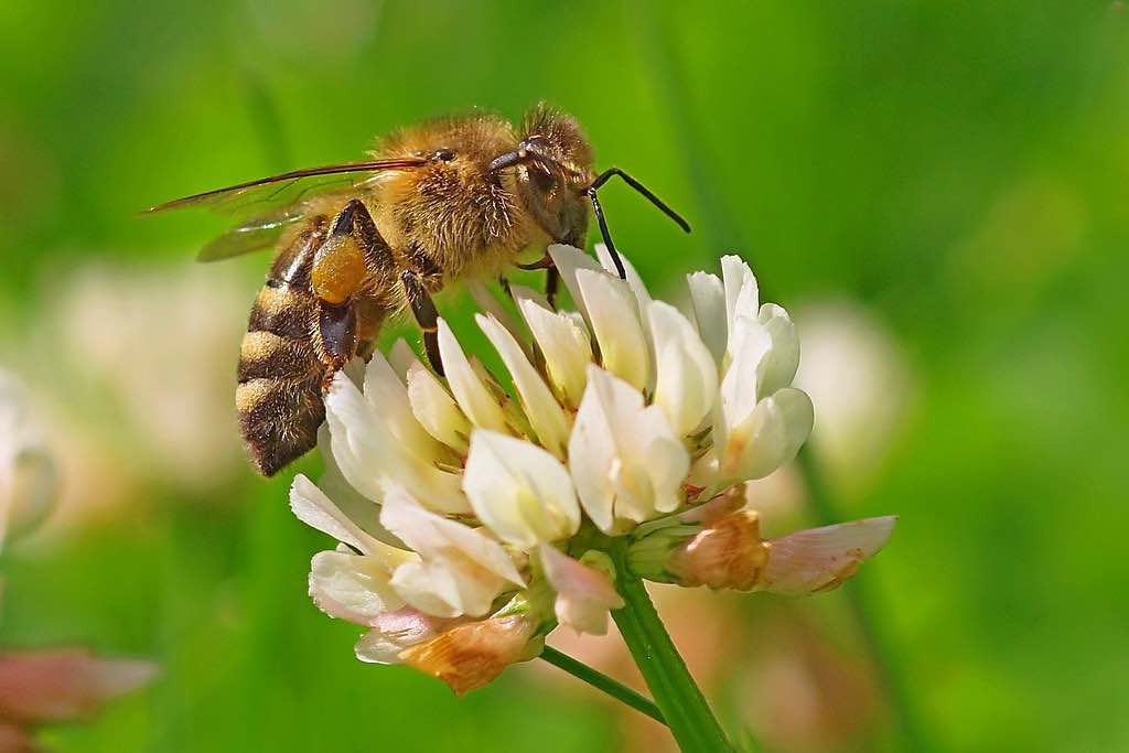 honey bee myths about bees pollinators species