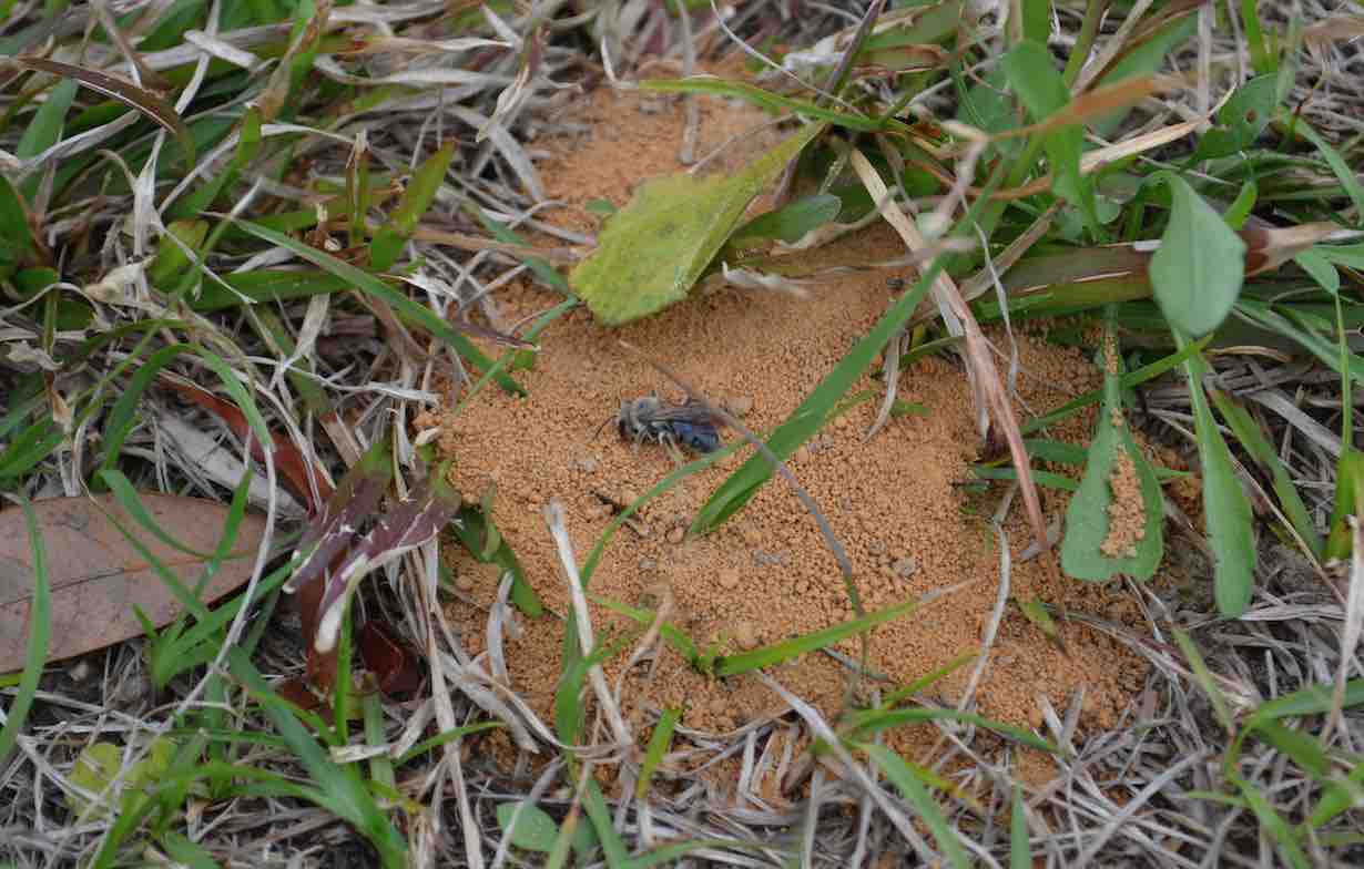solitary bee nest hole myths about bees pollinators species
