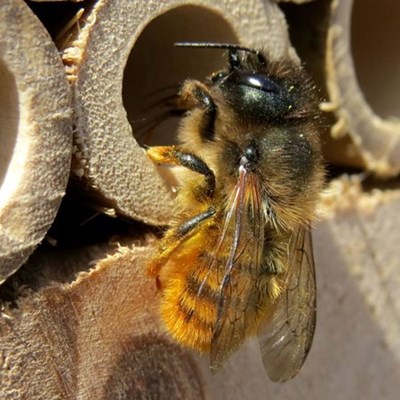 solitary mason bee myths about bees pollinators species