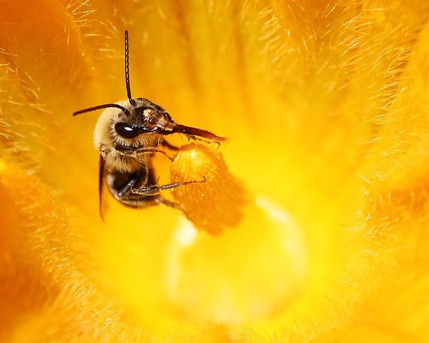 Squash flower myths about bees pollinators species