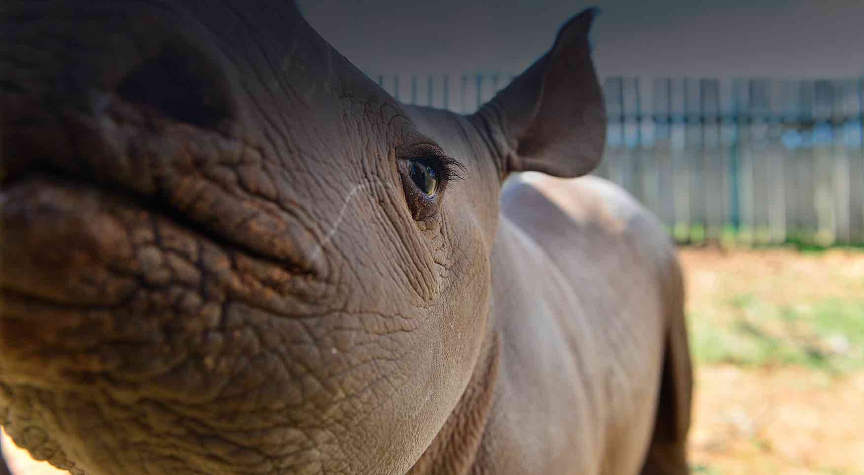 responsible ecotourism eco safari africa rhino