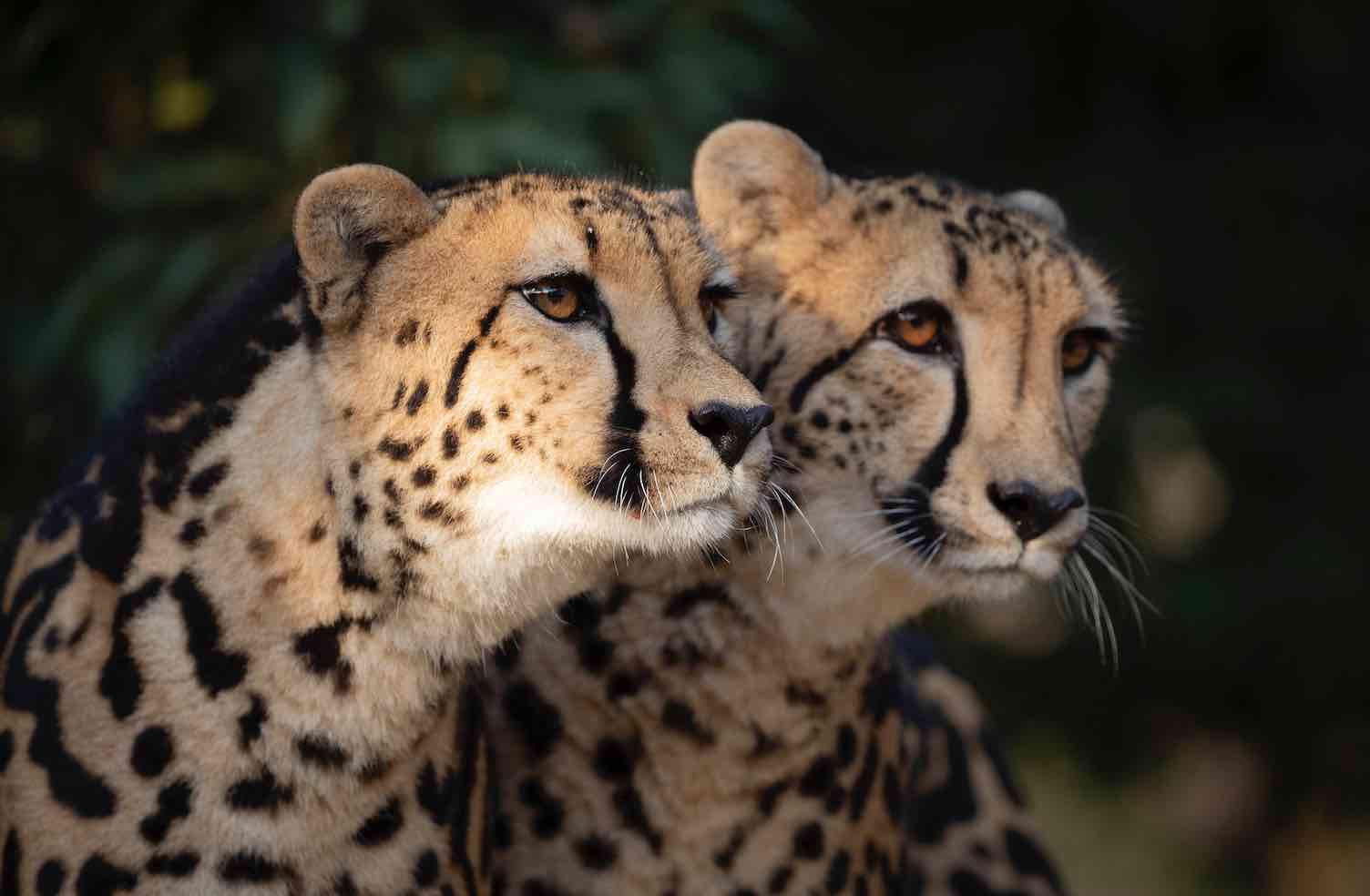 responsible ecotourism eco safari africa leopard