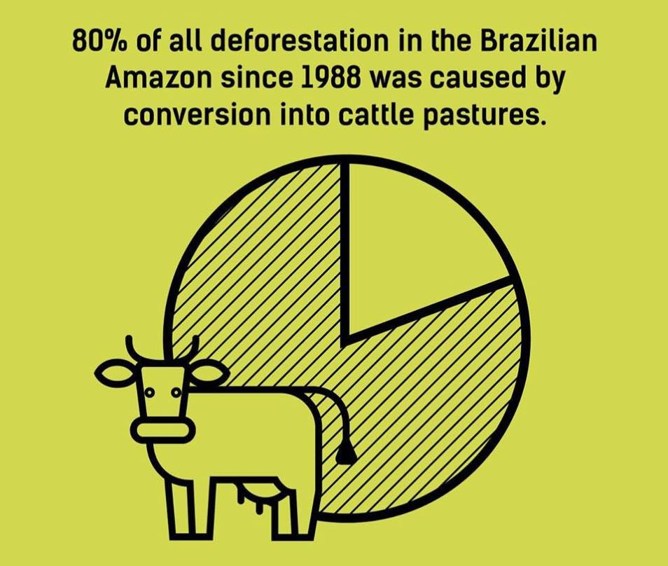 why deforestation brazilian amazon rainforest fires farming