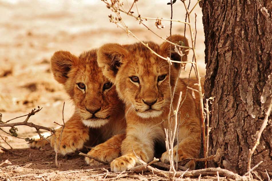 Wild animal interactions, and why you should say no!