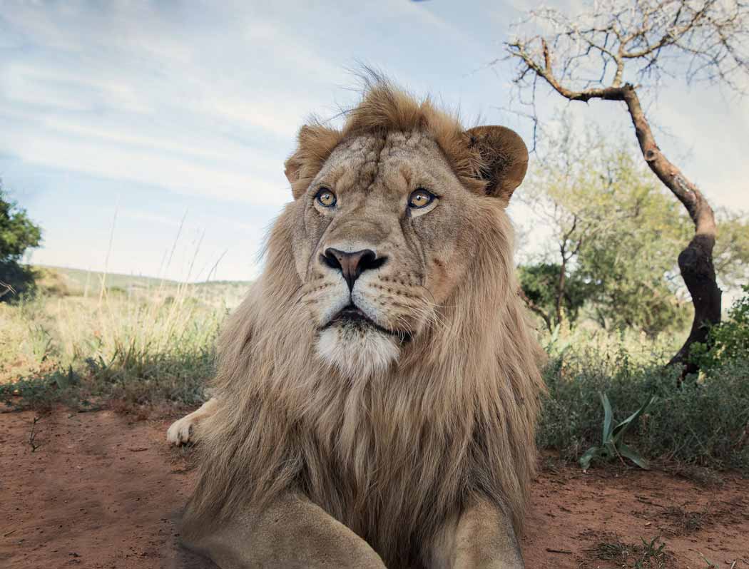Wild animal interactions, and why you should say no!