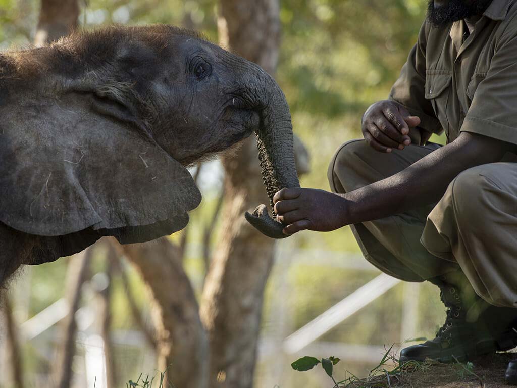Wild animal interactions, and why you should say no!