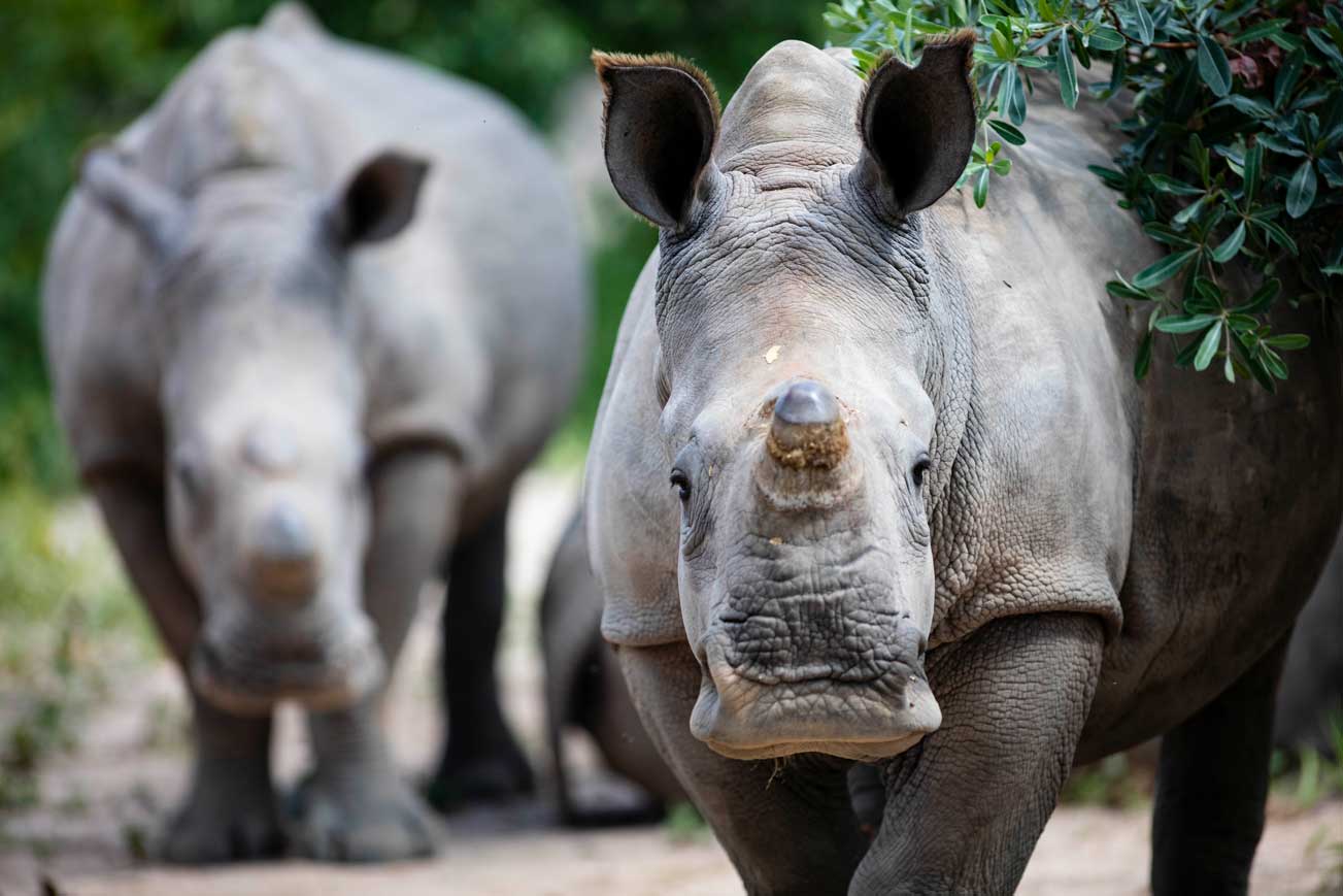 Wild animal interactions, and why you should say no!