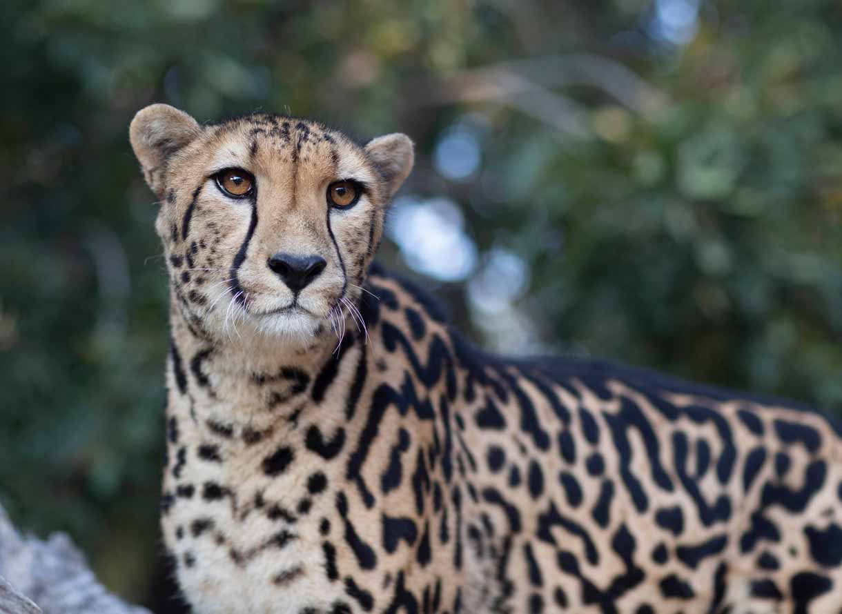 Wild animal interactions, and why you should say no!
