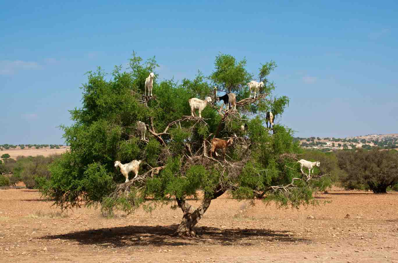 Pure argan oil benefits: a guide with uses, myths and facts