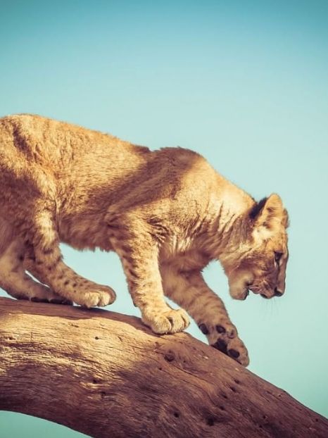 Jumbari family Safaris 12 original & unusual gift ideas for eco-friendly Christmas 2019