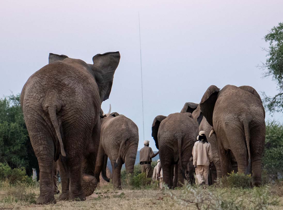 Ethical elephant experience at Jabulani Safari