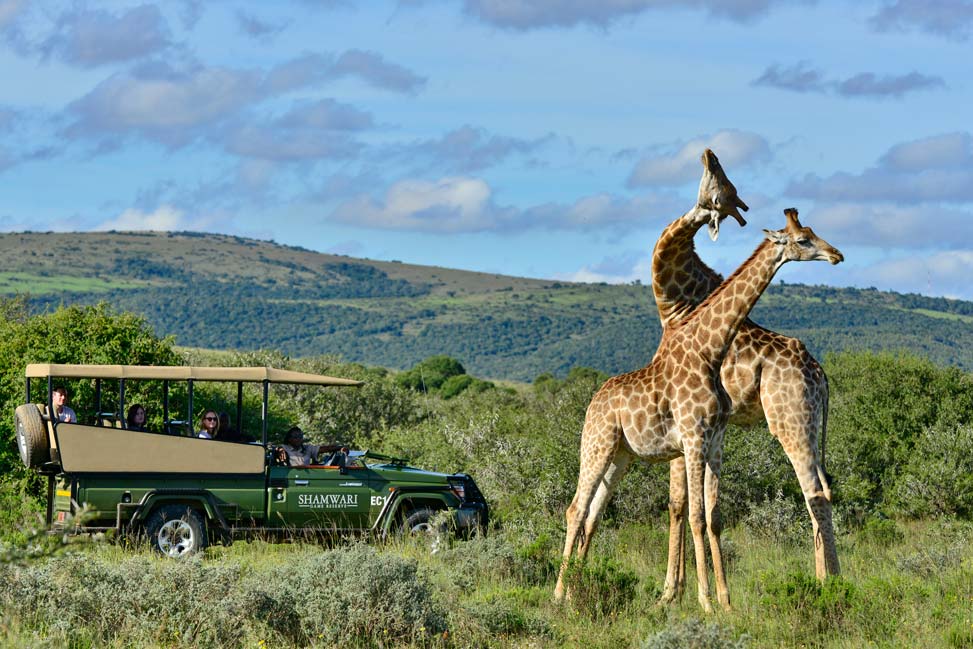 Game drives in the Shamwari Reserve