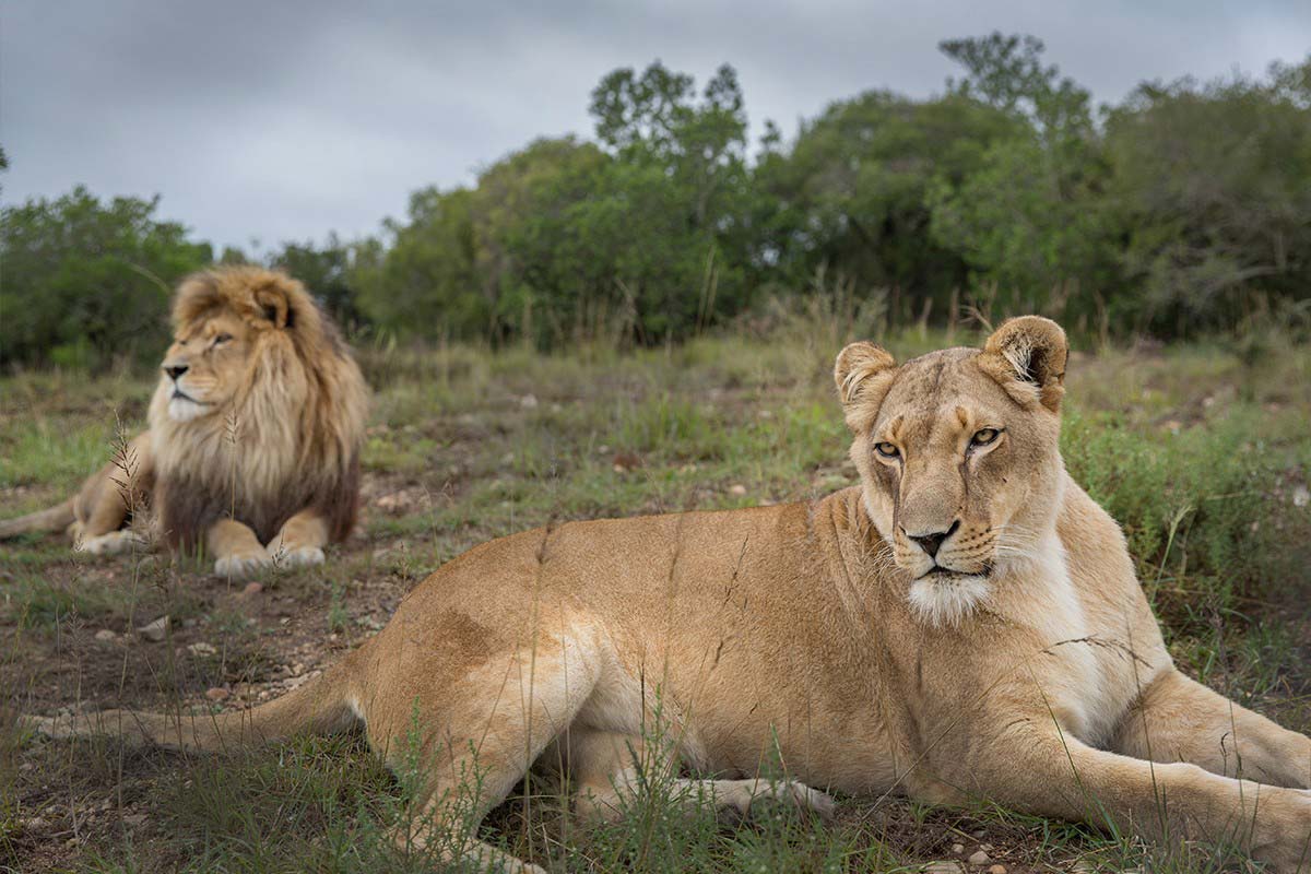 Lions at Born Free Big Cat-Sanctuaries, Shamwari