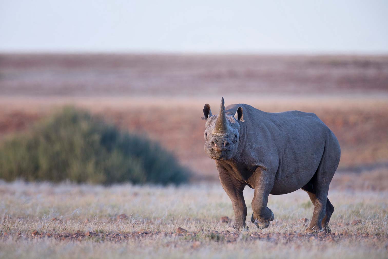 Rhino at Desert Rhino Camp, Namibia