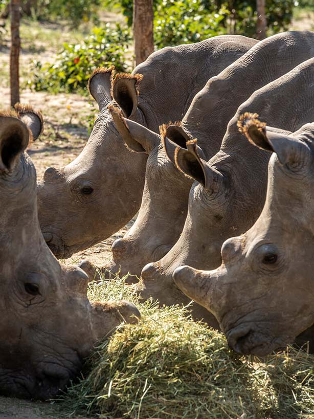 Rhinos at Hoedspruit Endangered Species Centre
