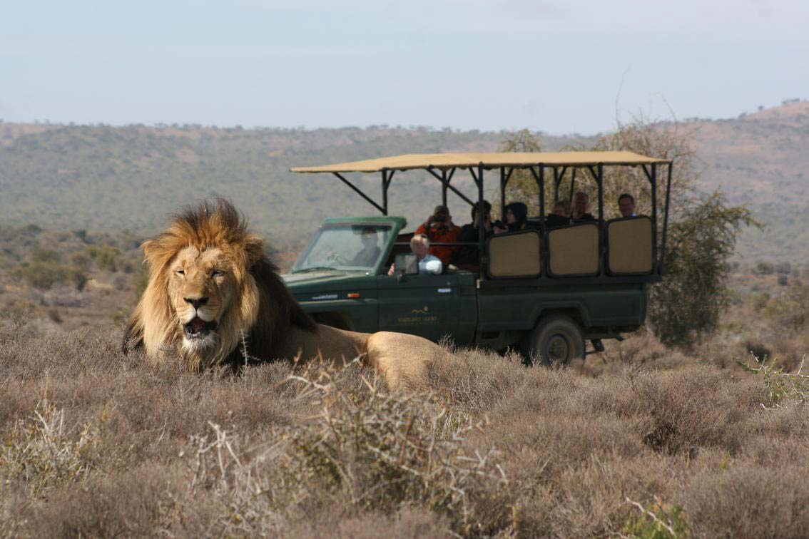 Sylvester the Lion at Kuzuko Private Game Reserve
