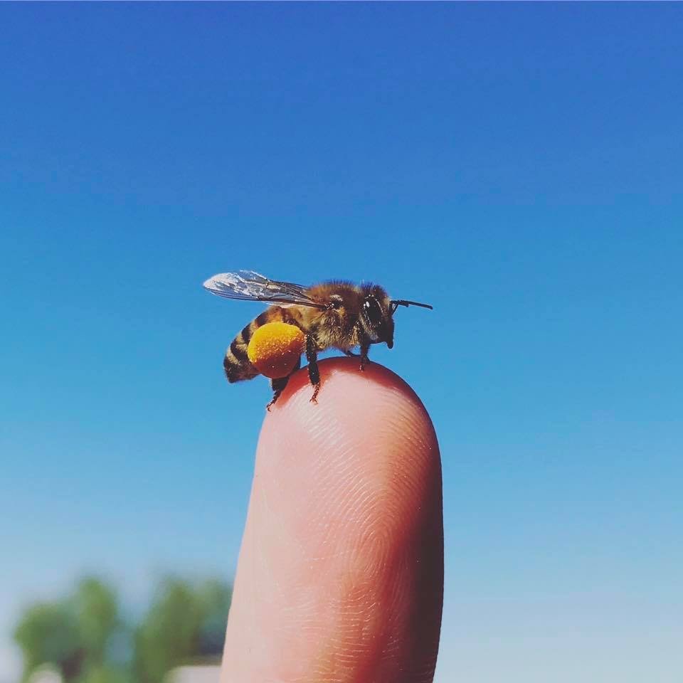 beekeeping educational program girl next door honey