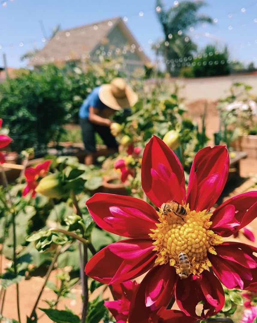 beekeeping educational program girl next door honey