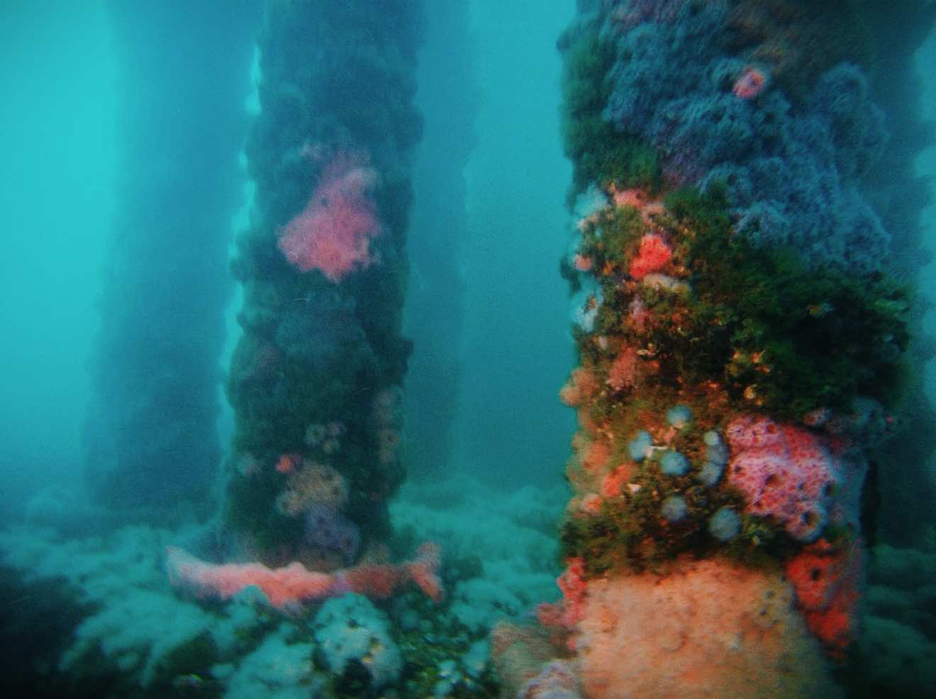 blue latitudes artificial reefs podcast