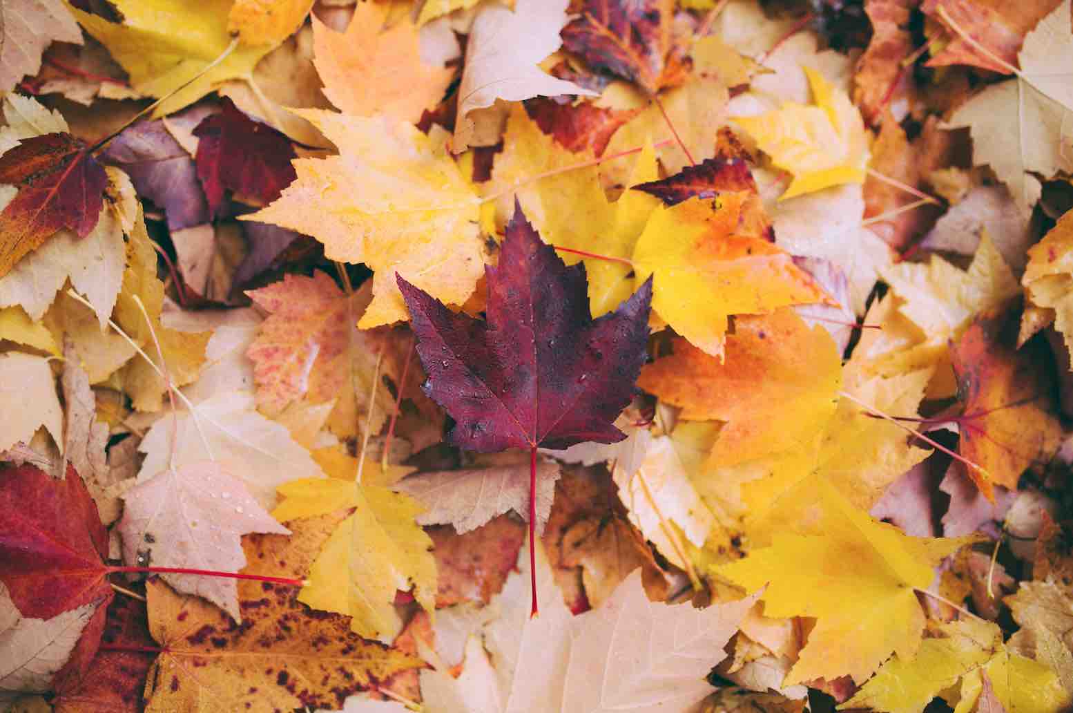 5 Nature art activities for kids while self-isolating