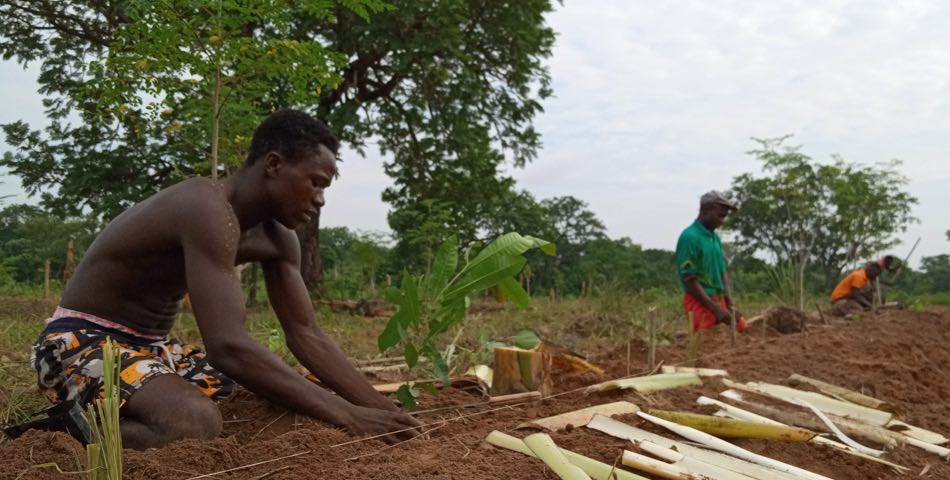 5 Top environmental benefits of planting trees