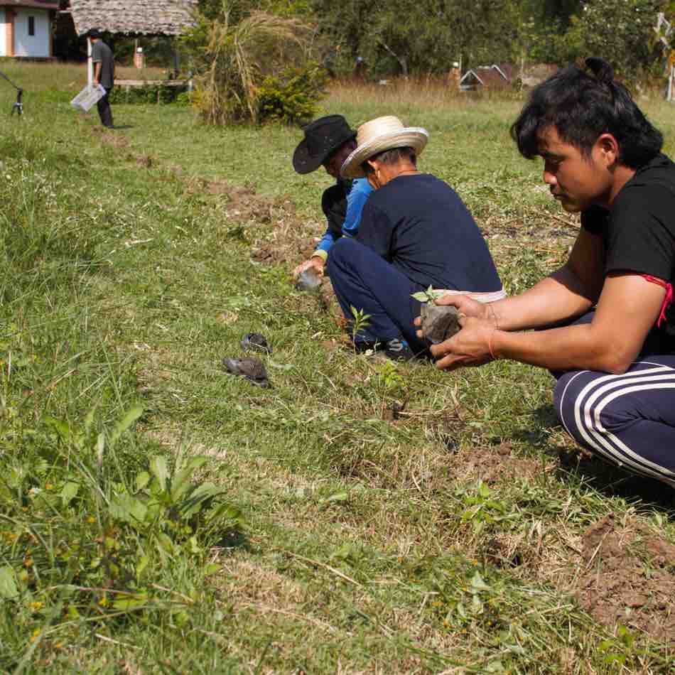 5 Top environmental benefits of planting trees