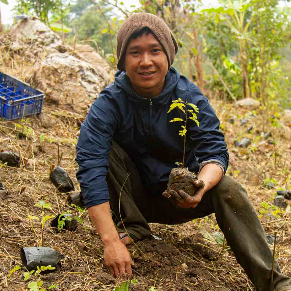 5 Top environmental benefits of planting trees