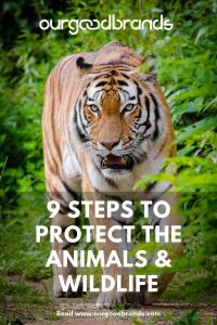 9 Ways to protect the animals & wildlife